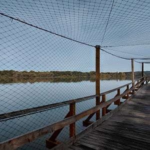 Flamingo + pelican walk-in aviary