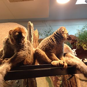 Brown lemur 2016