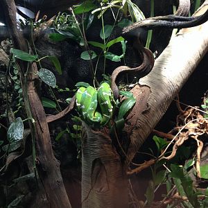 Amazon tree boa 2016