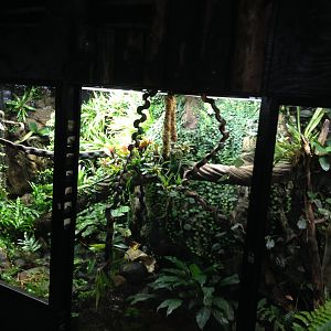 Poison dartfrogs 2016