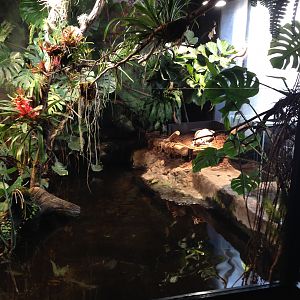 African dwarf crocodile 2016