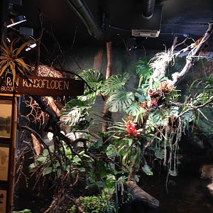 African dwarf crocodile 2016