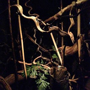 Rainforest Night walkthrough 2016