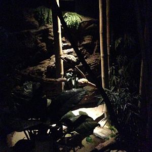 Rainforest Night walkthrough 2016