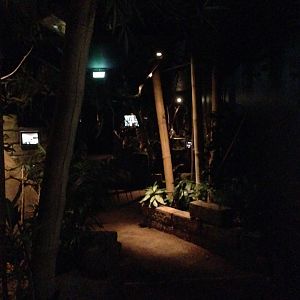 Rainforest Night walkthrough 2016