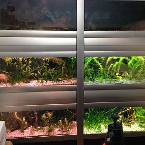 Ensamheter Killifish breeding center 2016