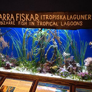 Bizarre fishes in tropical lagoons 2016