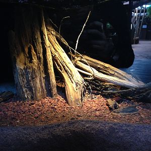 Hissning cockroaches 2016