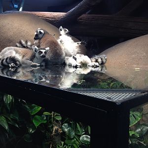 Ring tailed lemurs 2016