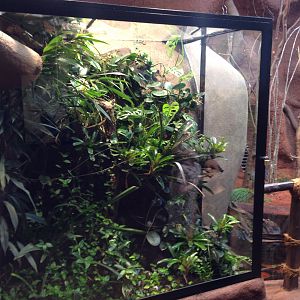 Golden mantella, peacock day gecko and pygmy chameleon 2016