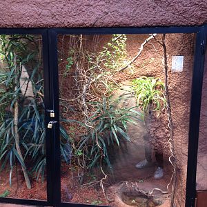 Leafed nosed snakes 2016