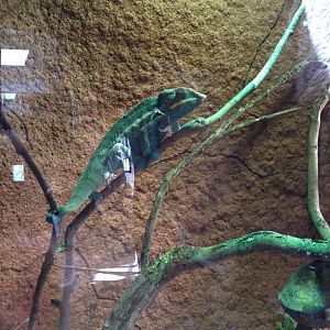 Panther chameleon 2016