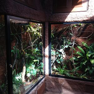 Panther chameleon and Giant day gecko 2016