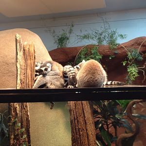 Ring tailed lemurs 2016