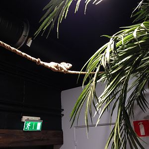 Oustalets chameleon walkthrough 2016