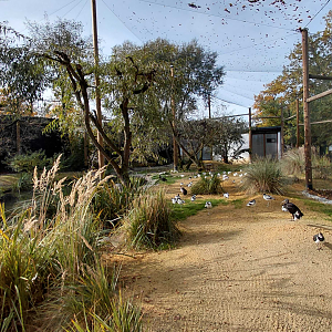 Waterbird walkthrough aviary