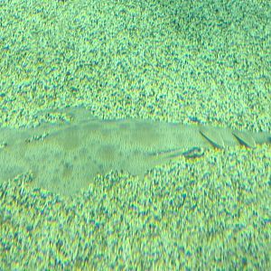 Japanese Angelshark