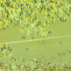 Japanese Butterfly Ray