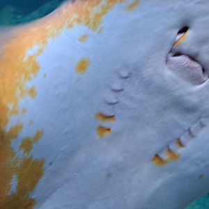 Red Stingray