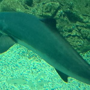 Cobia