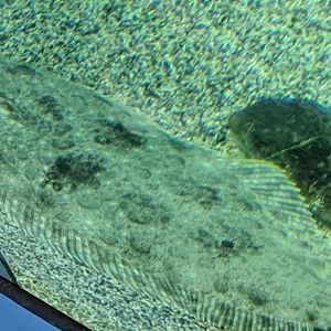Olive Flounder