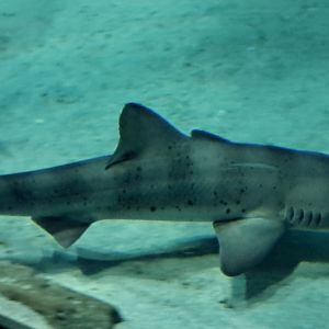Banded Houndshark