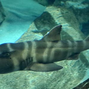 Japanese Bullhead Shark