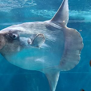 Ocean Sunfish