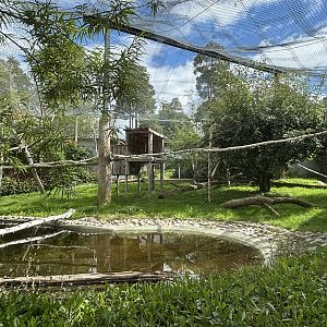 Clouded leopards outdoors