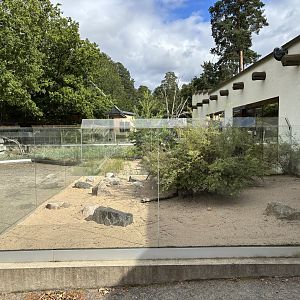 Radiated tortoise outdoors