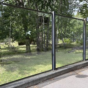 Kokosolja dragon outdoors