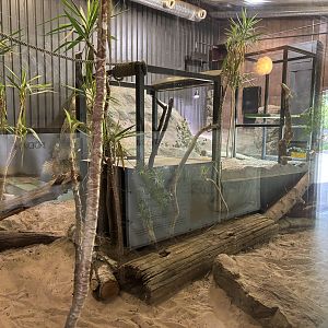 Komodo dragon indoors