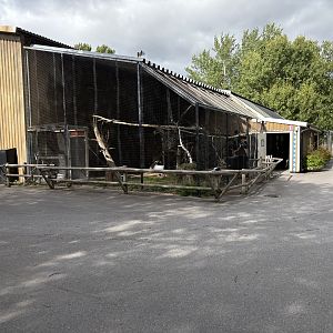 Lac alaotra bamboo lemur