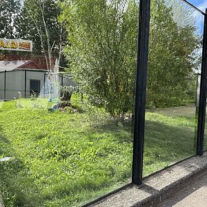 Southern tamandua complex