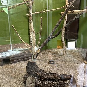 Southern tamandua complex