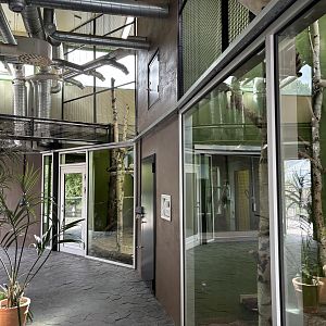 Southern tamandua complex