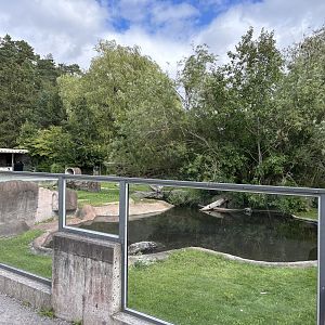 Giant otter outdoors