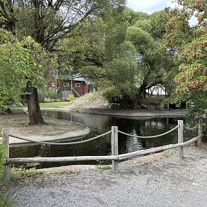 Pygmy hippo outdoors