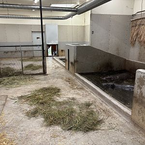 Pygmy hippo indoors