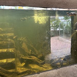 Red bellied short necked turtle