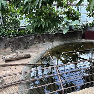 Giant otters indoors