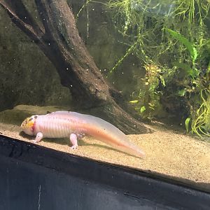 Axolotl