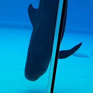 Short-Finned Pilot Whale