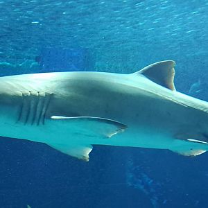 Sand Tiger Shark