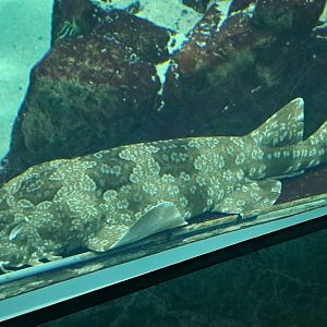 Spotted Wobbegong