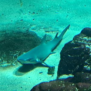 Whitetip Reef Shark