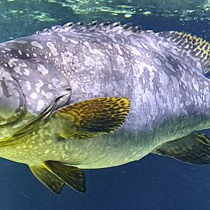 Giant Grouper