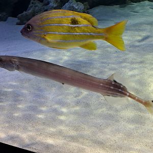 Trumpetfish