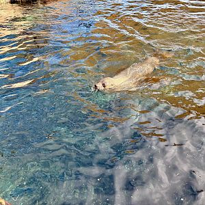 South African furseal