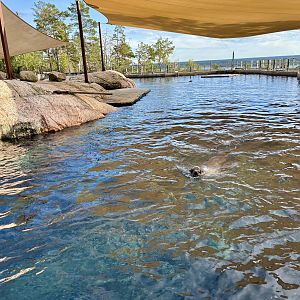 South African furseal